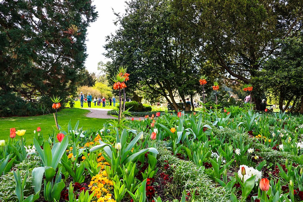 Weinheim, Hermannshof, Tulpen