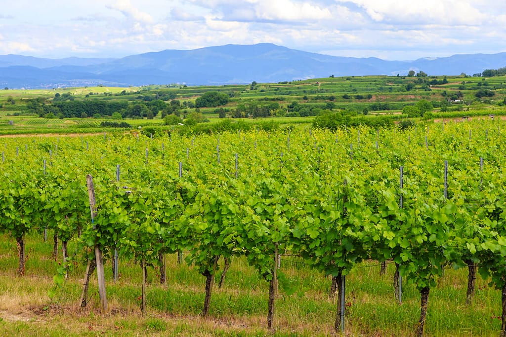 Freiburg, Endingen, Kaiserstuhl