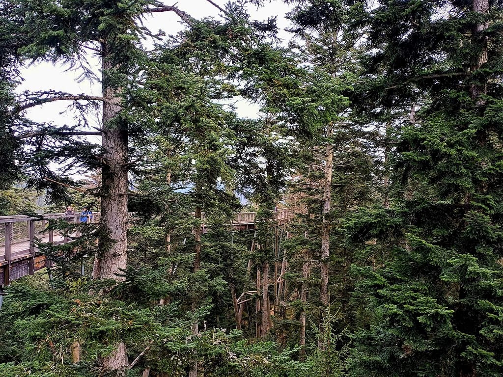 Baumwipfelpfad, Sommerberg, Bad Wildbad