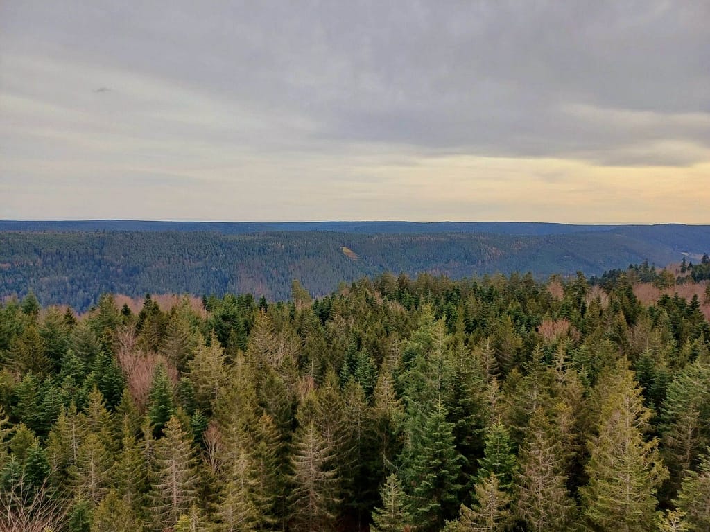 Baumwipfelpfad, Sommerberg, Bad Wildbad, Nordschwarzwald