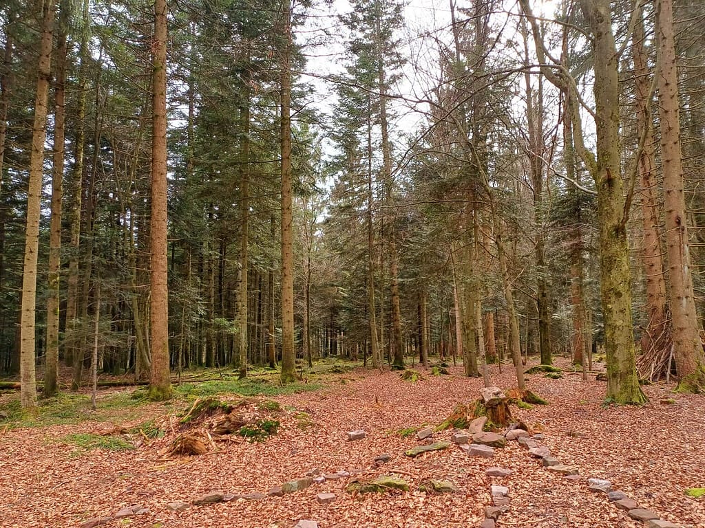 Sommerberg, Bad Wildbad