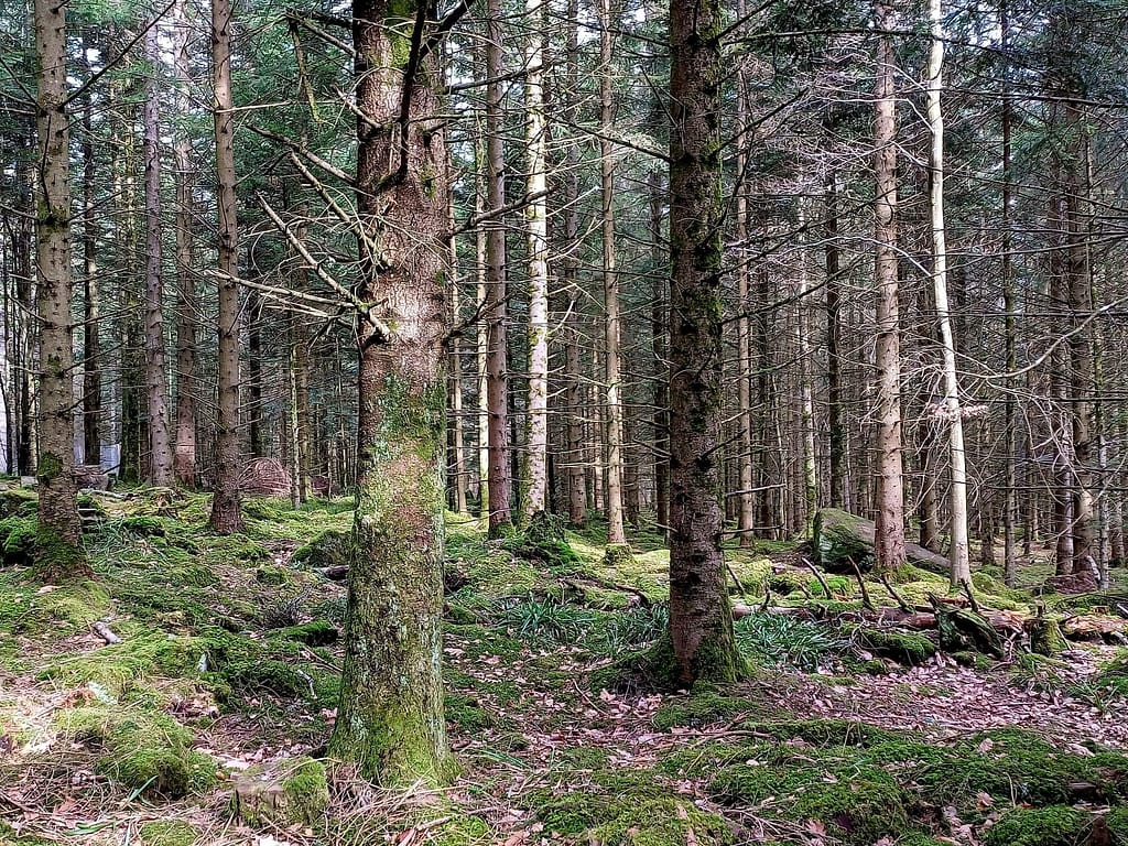 Sommerberg, Bad Wildbad