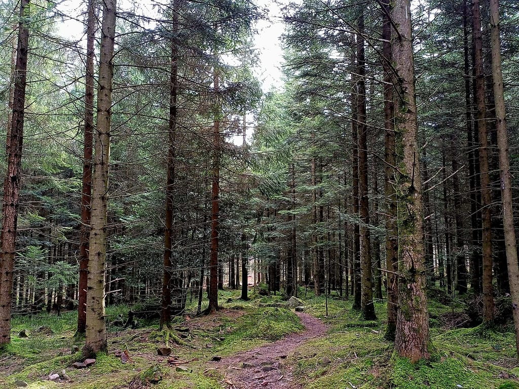 Sommerberg, Bad Wildbad