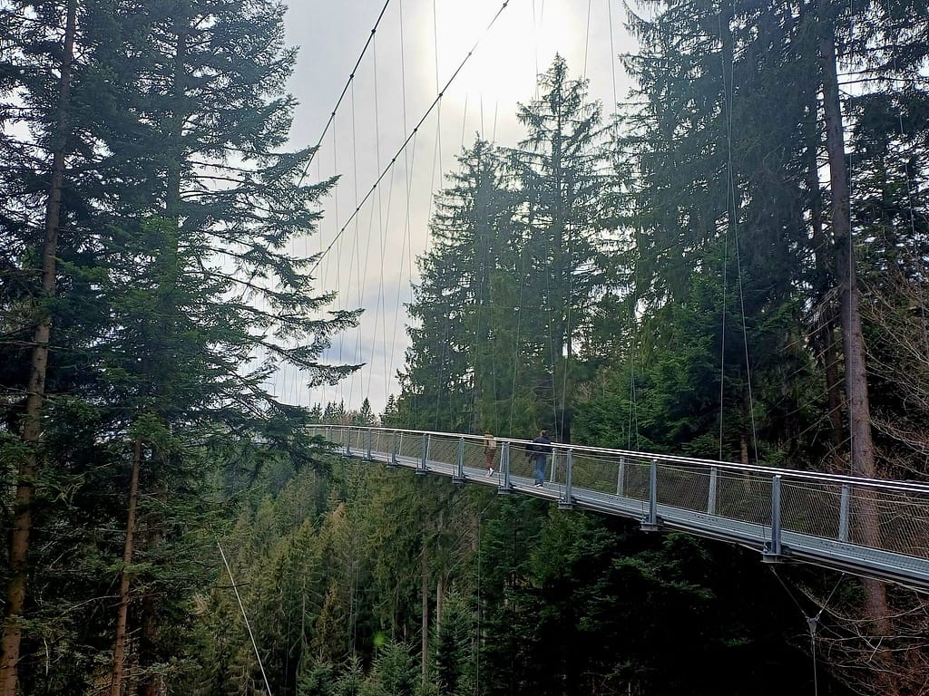 Die Hängebrücke Wildline auf dem Sommerberg in Bad Wildbad zwischen den Bäumen.