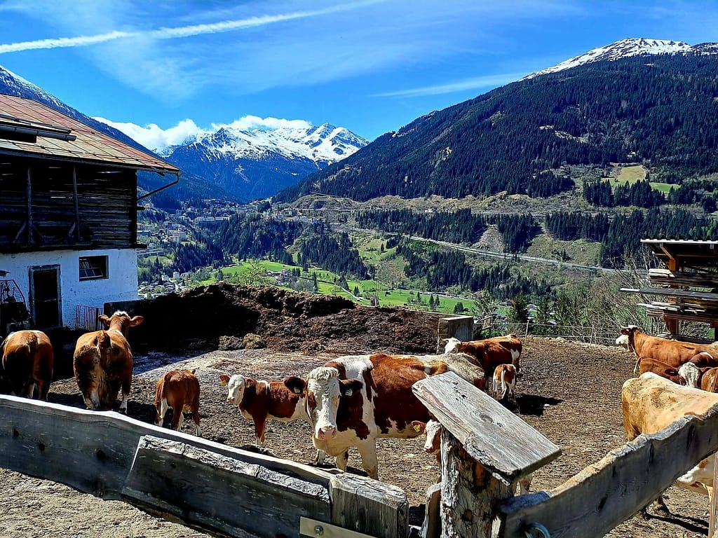 Bad Gastein, Höhenweg, Kühe