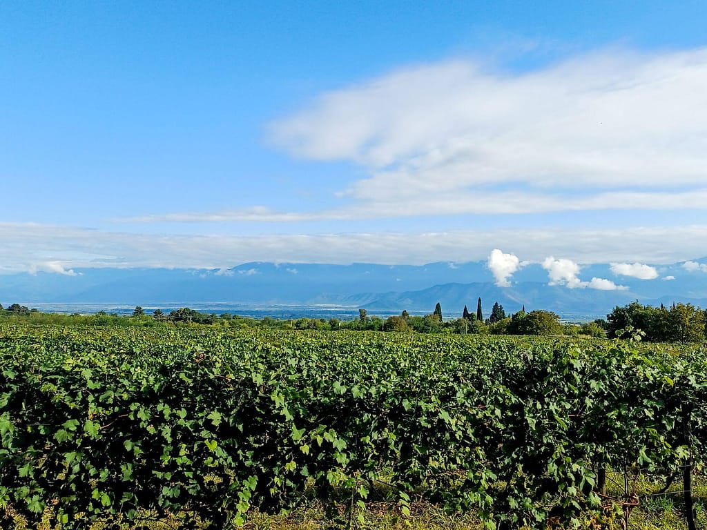 Georgien, Kachetien, Wein