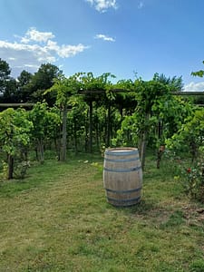 Weingut Flädie Mat & Vingård Lund, Weingut, Flädie Mat och Vingârd