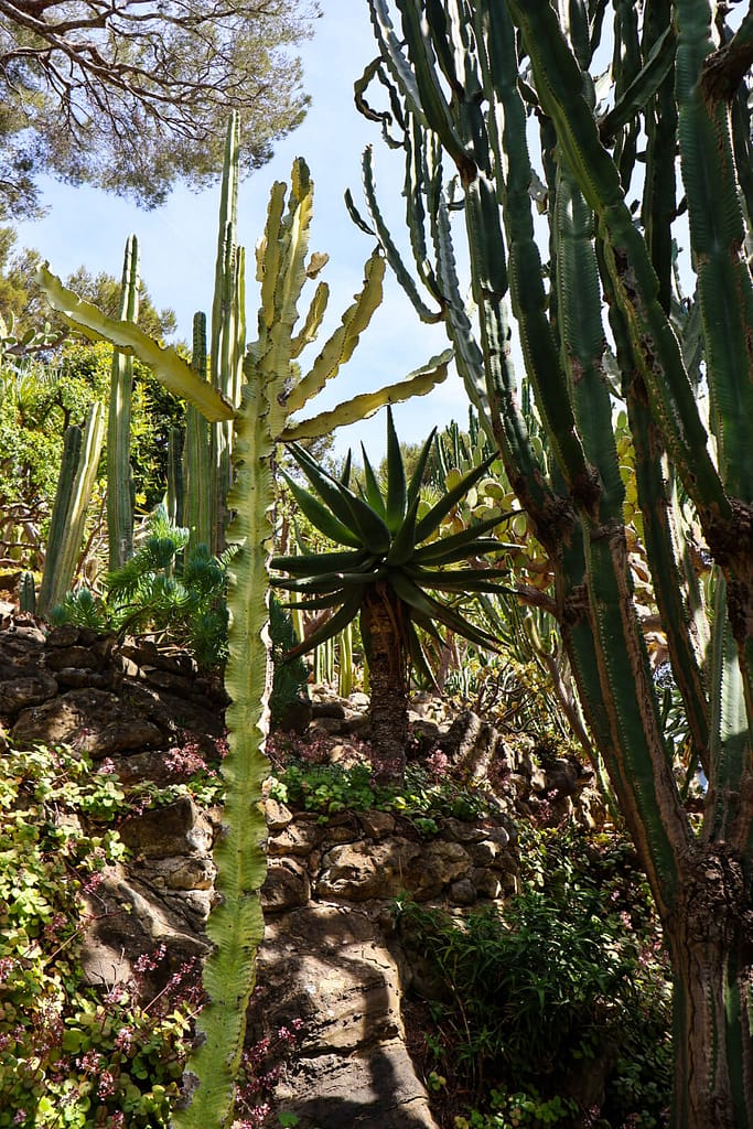 Villa Ephrussi de Rothschild, exotischer Garten