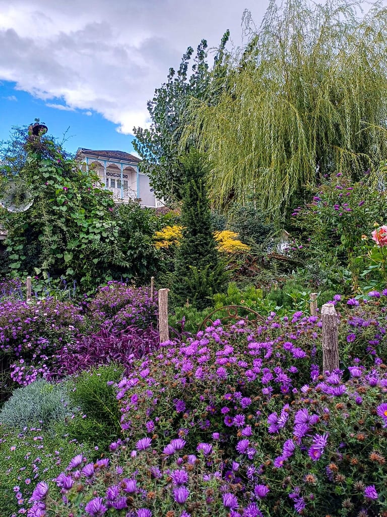 Tiflis, Gardenia Shevardnadze
