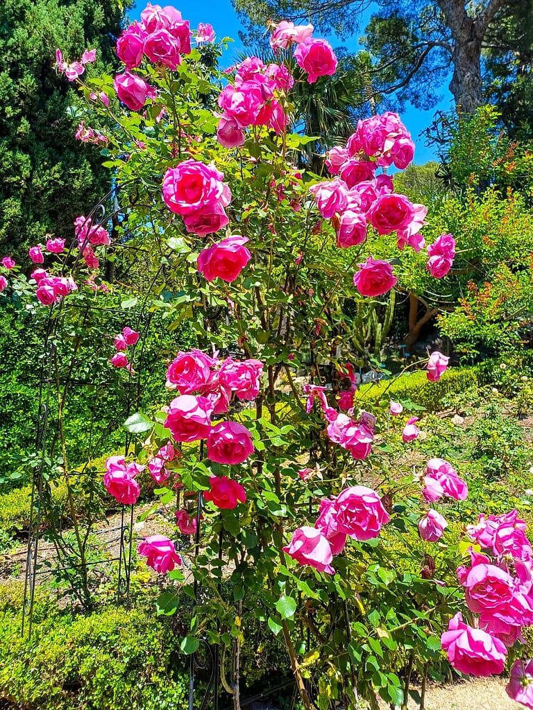 Villa Ephrussi de Rothschild, Rosengarten