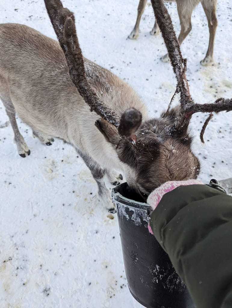 Rentier, Tromso Lapland Reindeer Camp