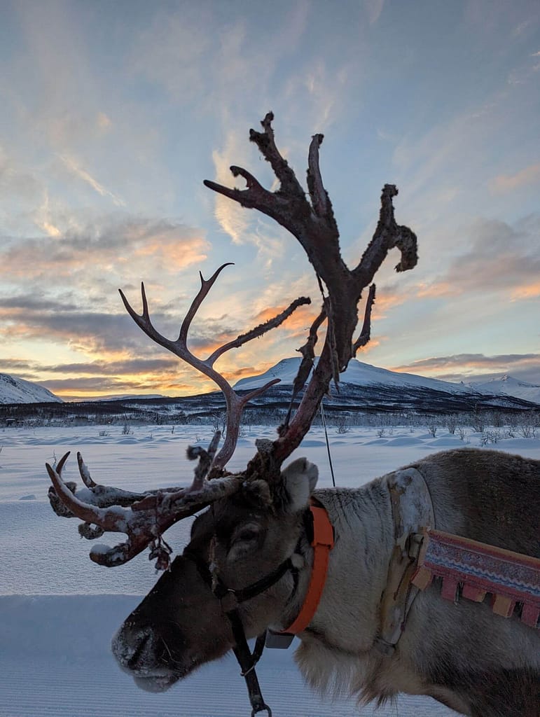 Rentier, Schlittenfahrt, Tromso Lapland Reindeer Camp