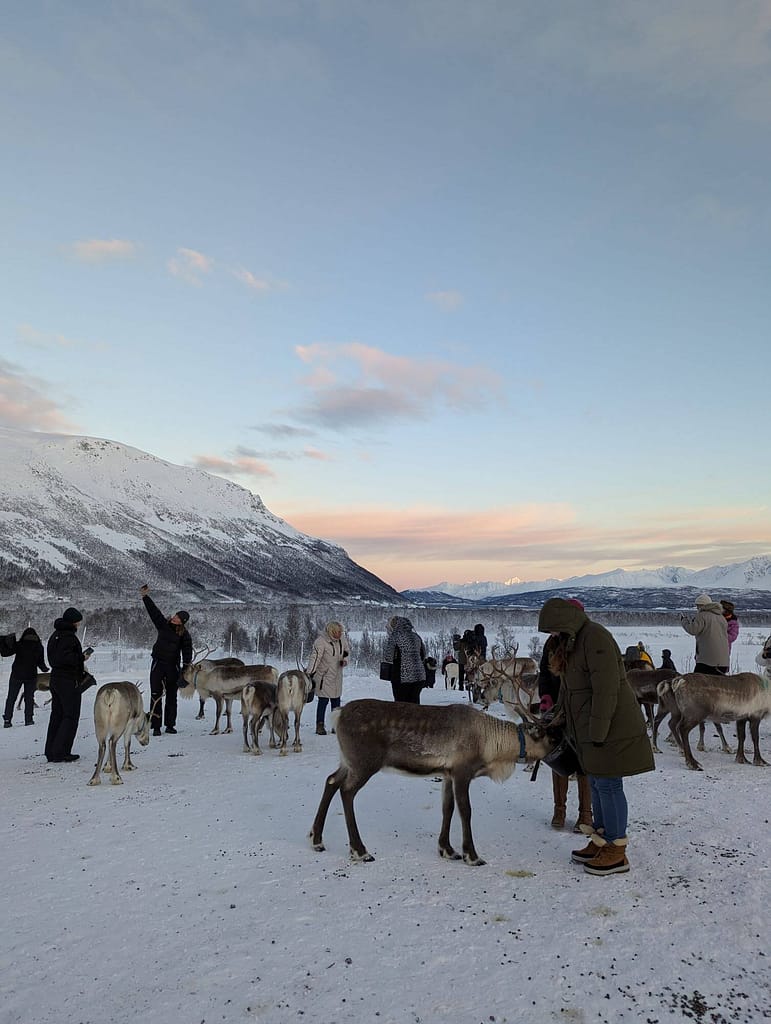 Rentierherde, arktisch, Winterlandschaft, Tromso Lapland Reindeer Camp